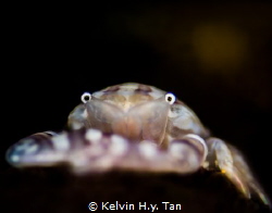 Crab in the moonlight by Kelvin H.y. Tan 